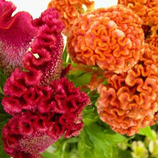 Celosia Cockscomb Dwarf Cristata Mixed Color Flower Seeds